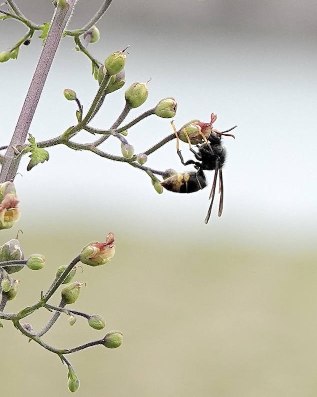 Asian hornet  	title=